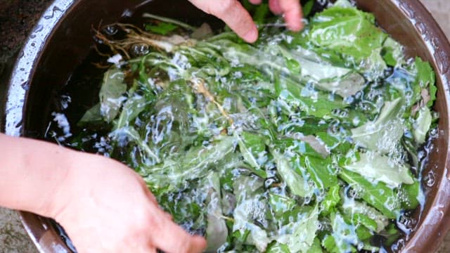 Washing fresh bitter lettuce with clean water