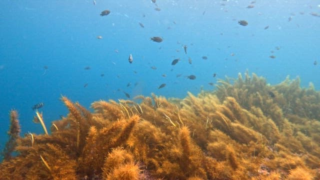 Underwater scene with fish and seaweed