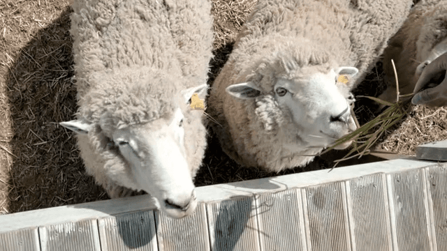 Sheep eating grass