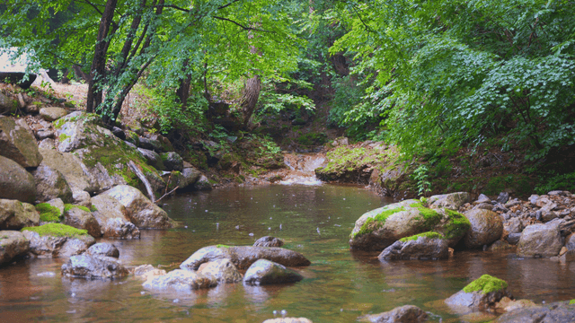 비 오는 날의 나무로 둘러싸인 계곡