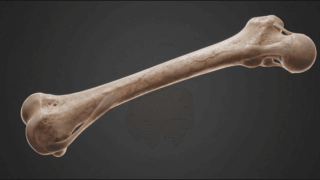 Detailed view of a human bone structure