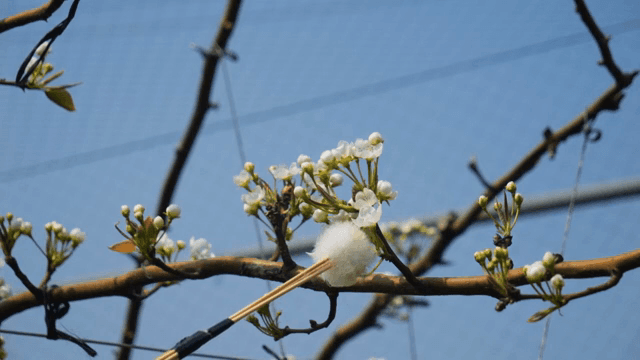 붓으로 배꽃 수분 작업