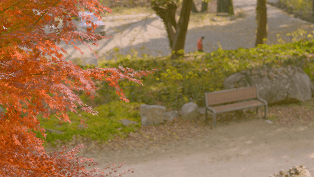 Peaceful park with autumn foliage
