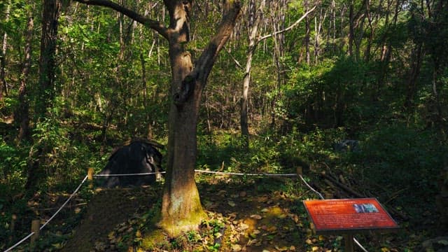 Tranquil forest with informative signboards and protective fences in the daytime