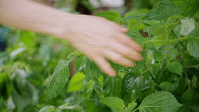 텃밭에서 자라는 녹색 바질을 따는 손