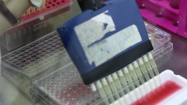 다중 웰 플레이트에 분홍색 액체를 피펫팅하는 모습