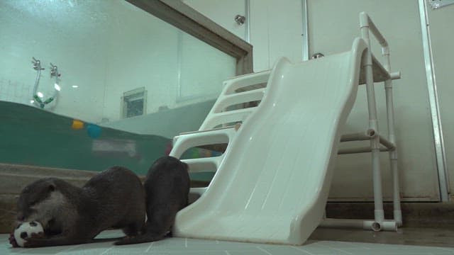 Playful otters frolicking on an indoor slide