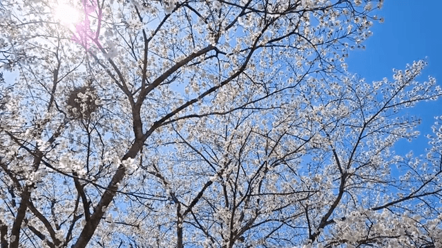 맑은 하늘 아래 핀 벚꽃