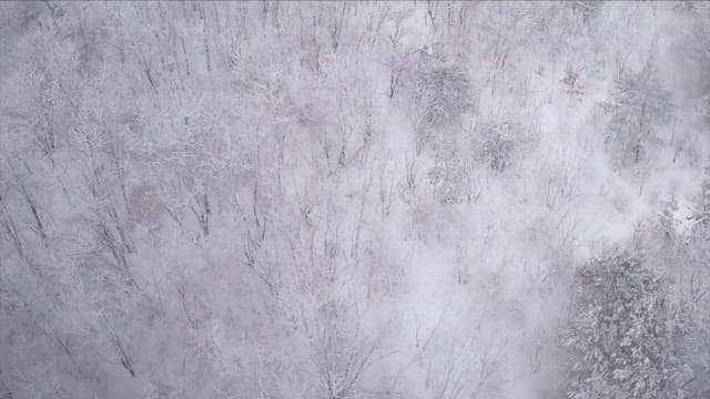 눈 덮인 고요한 숲