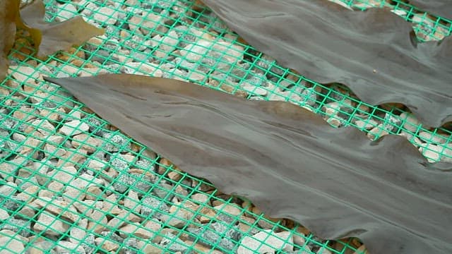 돌 위 그물에 말리는 신선한 다시마