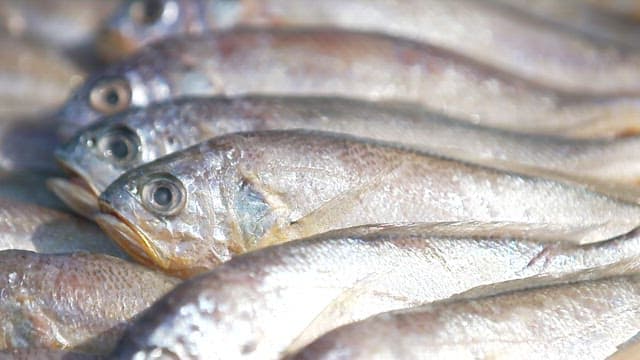 갓 잡아 올린 생선을 바구니에 담아 놓은 모습