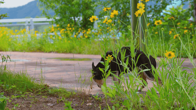 정원 길을 탐색하는 개