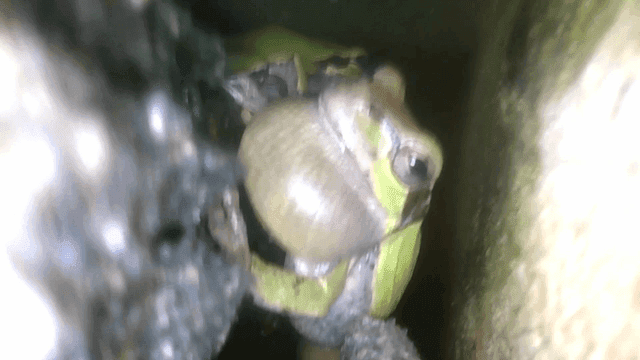 Frogs resting in dark crevice