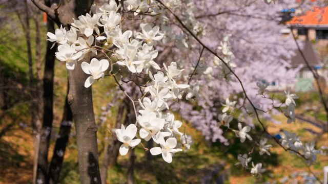 만개한 목련 꽃