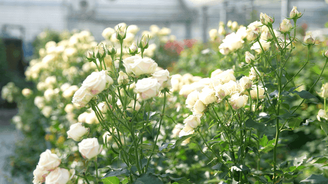 White roses blooming in a greenhouse