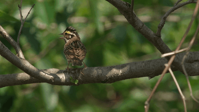 Small bird perching on branch after flight