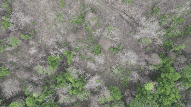 Forest where dry trees and green trees are mixed