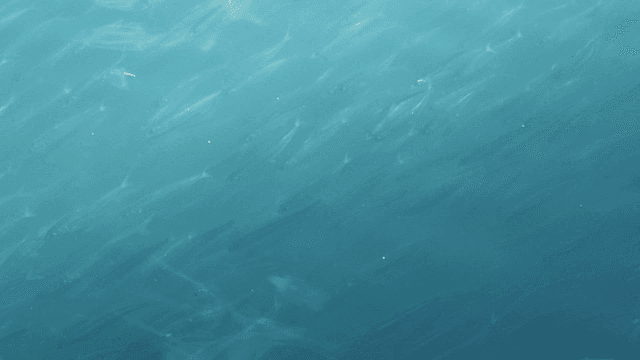 Shoal of fish swimming in clear water