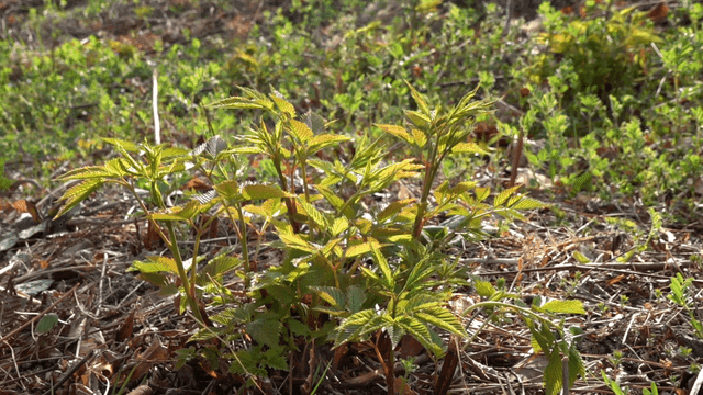 Young green plants growing in sunlight