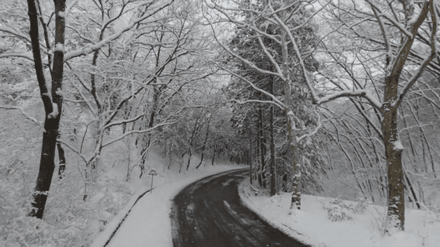 겨울 눈 덮인 숲길