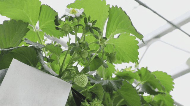 온실 속의 녹색 딸기 식물