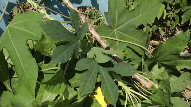 초록 잎과 가시가 있는 가지