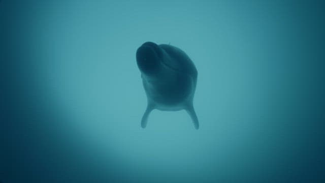 물속에서 우아하게 헤엄치는 돌고래