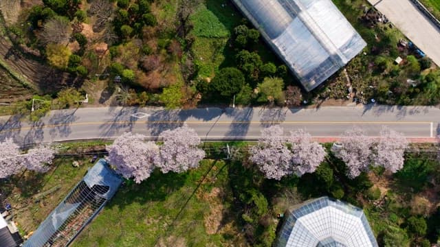 Cherry blossoms lining a rural road