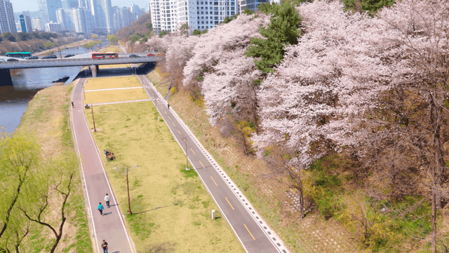Cherry blossoms along a riverside path