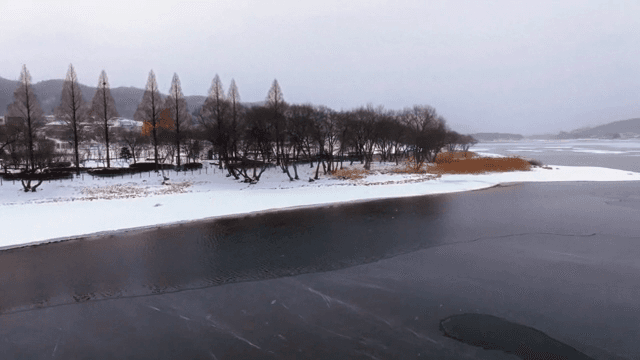 나무가 있는 눈 덮인 호숫가