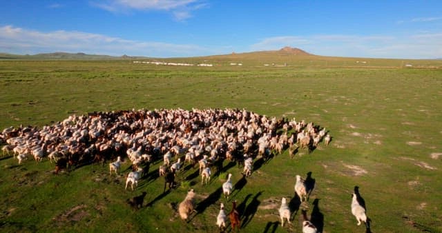 Herd of livestocks moving on a vast plain