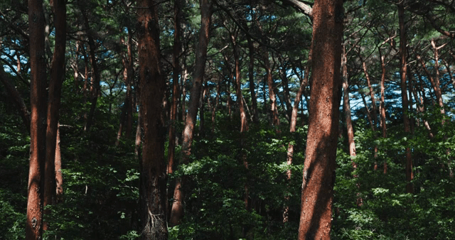 Dense forest with tall trees