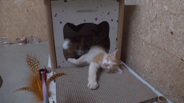 Kittens sleeping together in a cozy house