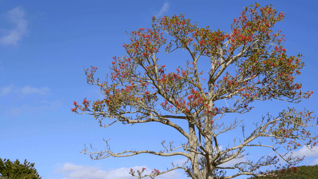 Tree with red flowers under clear sky