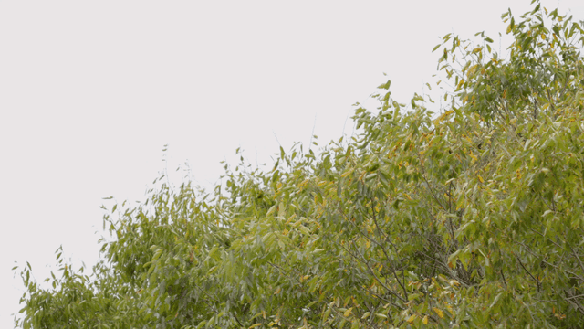 바람에 흔들리는 나무들