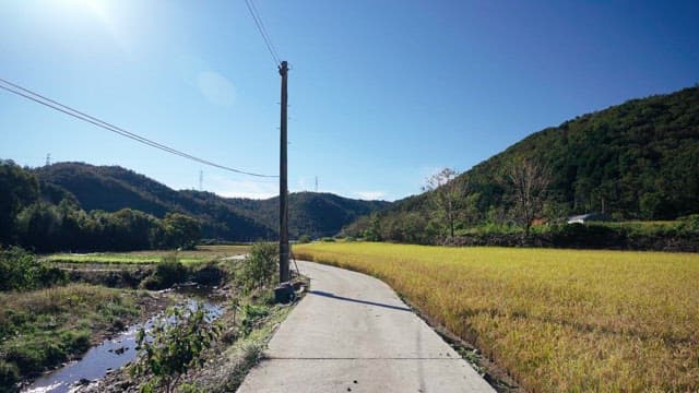 Country road with a yellow field under a blue sky