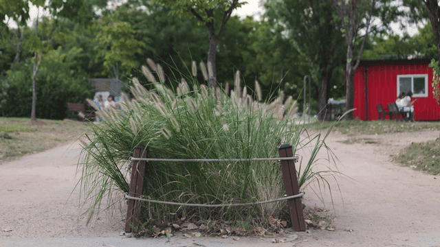 Small grassy area in park