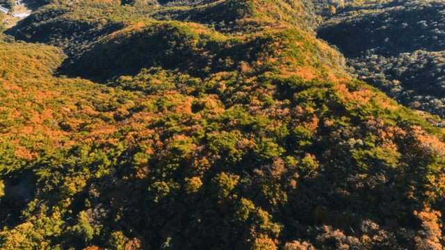 멀리 산이 보이는 가을 숲
