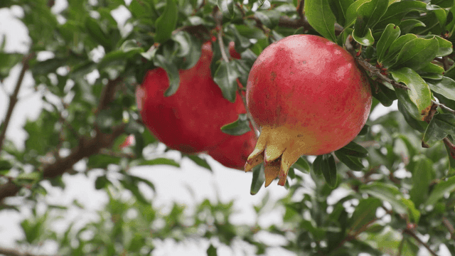 Ripe pomegranates hanging on a tree