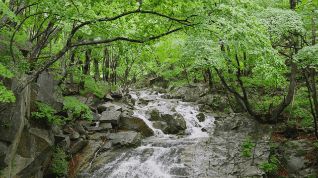 Calm waterfall flowing through rainy forest