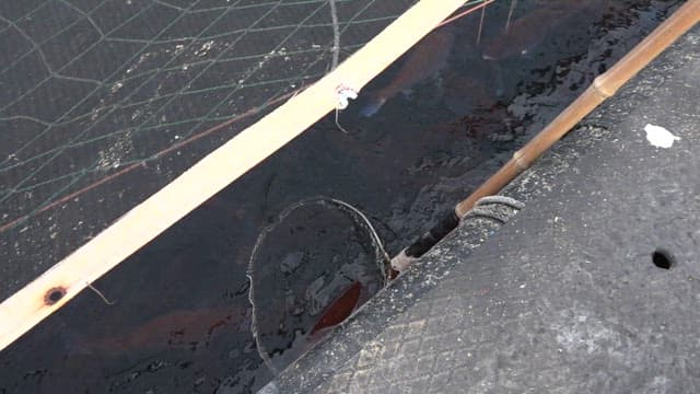 양식장에서 뜰채로 건져올린 물고기