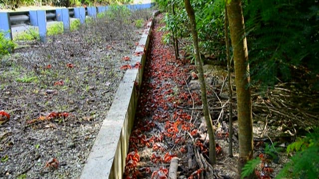 Migration of Red Crabs in Forested Pathway