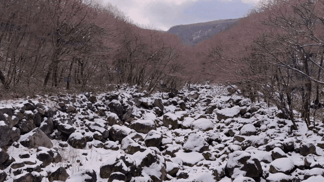 Snow-covered forest with rocky terrain