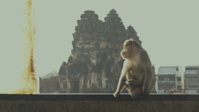 Monkey Sitting on a Ledge in Front of Ancient Ruins