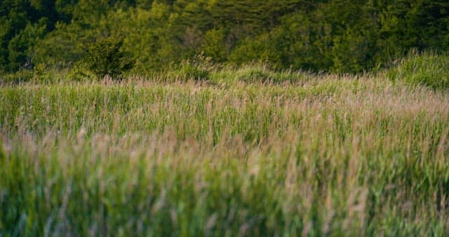 Serene meadow with tall grass at sunset