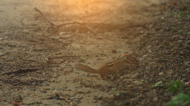 Chipmunk Foraging on a Gravel Path