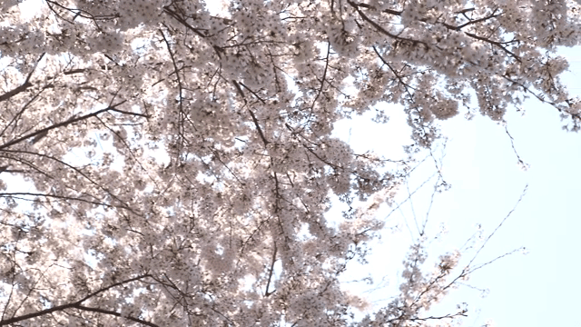 만개한 아름다운 벚꽃