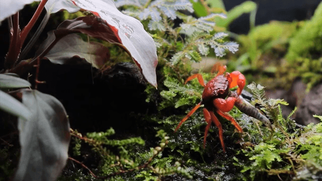 이끼 낀 바위 위의 작은 빨간 게