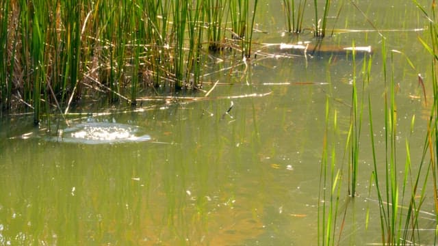 Duck swimming in a water body surrounded by reeds