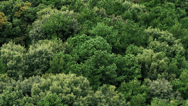 Forest with lush trees